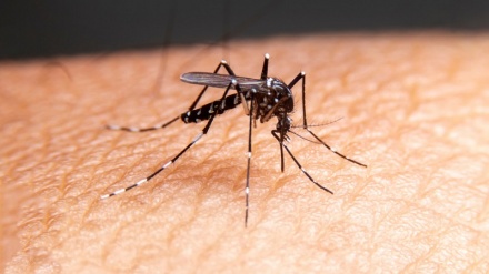 Homa ya Dengue yaua makumi ya watu nchini Sudan