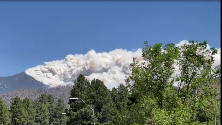 Kebakaran Hutan California, Lahan Hampir 1.000 Hektar Hangus