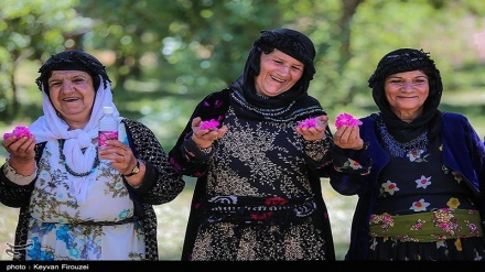 جشنواره گلاب‌گیری در روستای امروله - سنندج