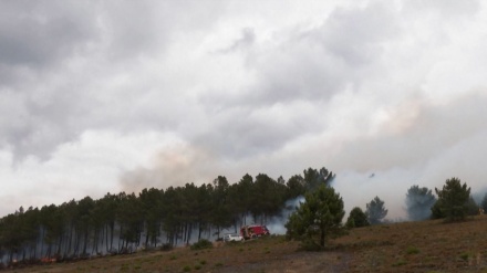 Hutan di Spanyol Terbakar, Puluhan Ribu Hektar Hangus 