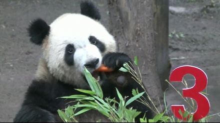 中国・重慶動物園で6頭のパンダの合同誕生日会が実施