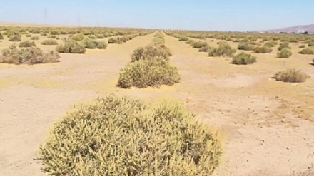 مقابله با خشکسالی و بیابان‌ زایی در دستور کار مقامات کشورهای آسیای مرکزی