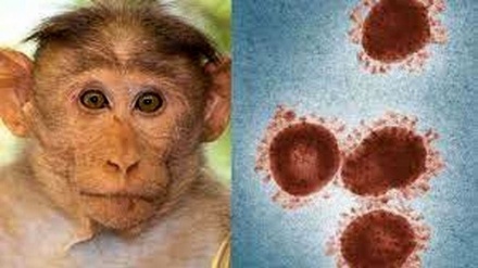 روش انتقال آبله میمون اعلام شد