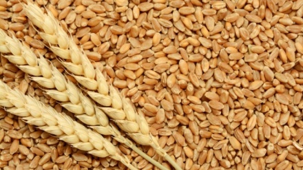 联合国粮农组织：预测伊朗粮食产量增加34%，进口减少25%