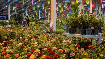 伊朗阿拉克市举办花卉展