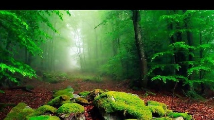 Tolışə neylə(lələ)  çəmə dıli qəp