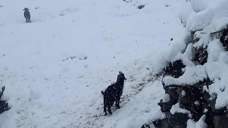 برف نابهنگام در پنجشیر به کشاورزان و دامداران زیان زد