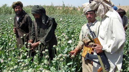 سیاست غرب در قبال کشت مواد مخدر در افغانستان