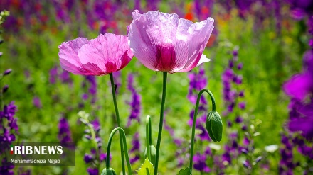 Wilde Mohnblumen in Mazandaran