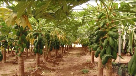 Budidaya Pepaya dan Pisang di Iran