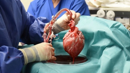 Zbulimi i ri i shkencëtarëve bën historinë e transplantit të zemrës