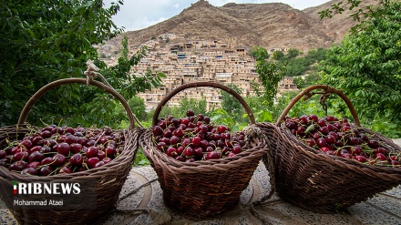 Beginn der Kirschernte in Kurdistan