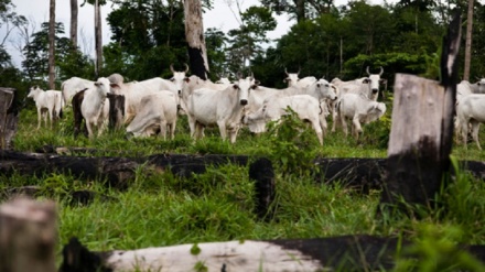 Banks and UK supermarkets charged with backing deforestation in Brazil