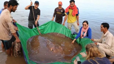 カンボジアで「世界最大」の淡水エイ発見、体重300kg