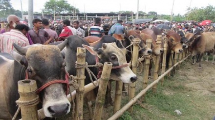 ৬ জুলাই থেকে ঢাকায় বসবে অস্থায়ী কুরবানি পশুর হাট, চলবে ঈদের দিনসহ ৫ দিন 