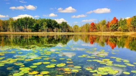 Анзали лагуанаси