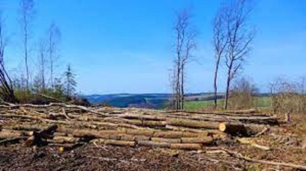 Ambiente: primo sì Consiglio Ue a norme contro prodotti deforestazione