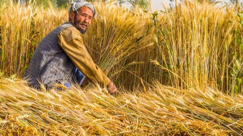 افزایش تولید گندم در هرات