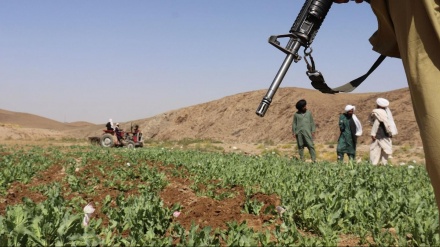  تخریب مزارع زیر کشت خشخاش در افغانستان و راه دشوار طالبان
