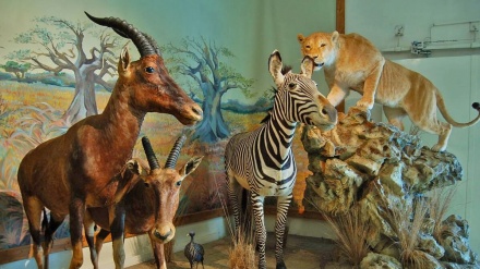 首都テヘランにある、『イラン野生動物自然博物館』