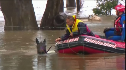 Evakuasi Binatang Ternak di Australia