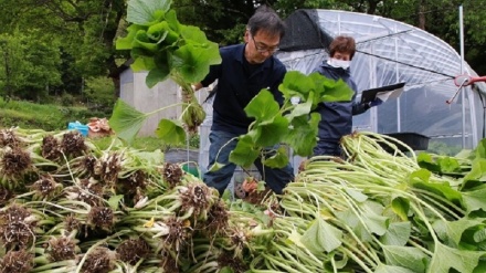 気候変動によるわさび生産減少、各界の関係者が強く懸念