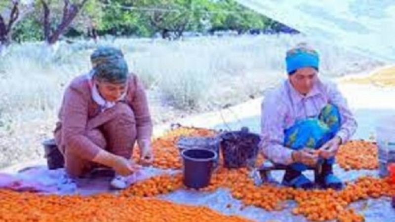 Ноҳия Ашти Торҷикистон ба шаҳри меваҳои хушк ба вижа зардолу дар бисёре аз кишварҳои ҷаҳон аз ҷумла Аврупо шуҳрат дорад