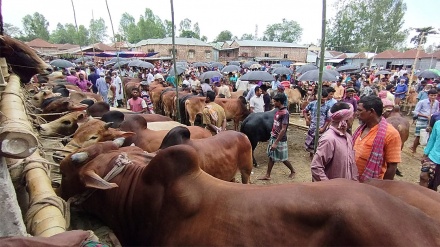 বাংলাদেশে জমে উঠেছে পশুর হাট