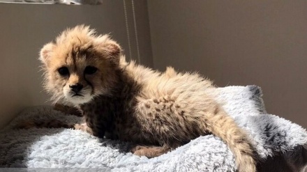 روند رشد تنها توله یوز پلنگ ایرانی در آستانه سه ماهگی