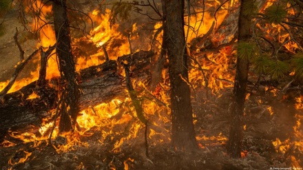 米の森林火災で計7人死亡、数万ヘクタール焼失