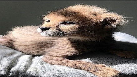 حال خوش توله یوز ایران 