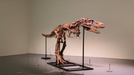 یک دایناسور ۷۶ میلیون ساله فروخته می‌شود
