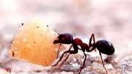 Commento del Martire Ayatollah Motahhari a un famoso detto dell’Imam ‘Ali (as)