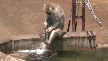 猛暑の中の上野動物園、見物客も動物も納涼求め