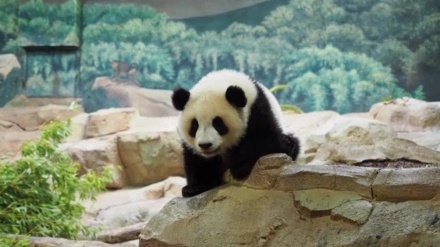 仏ボーバル動物園の双子パンダが1歳の誕生日