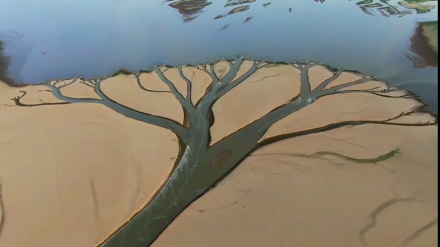 中国江西省で国内最大の淡水湖・鄱陽湖の干潟に「大地の樹」が出現 
