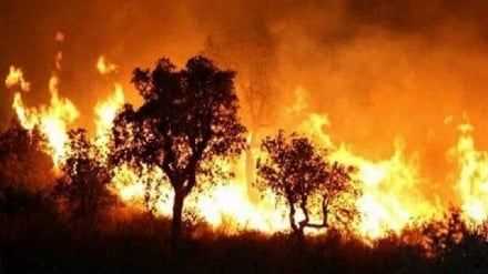 Algeria, oltre 50 incendi divampati in 2 giorni, almeno 43 morti