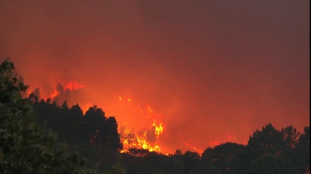 ポルトガルで、大規模な森林火災発生