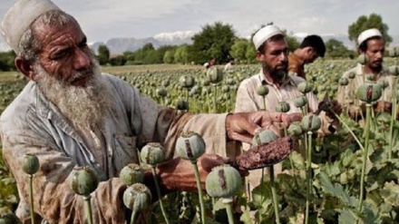  تولید مواد مخدر در افغانستان طی 21 سال گذشته 40 برابر شد