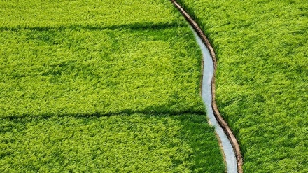 ইরানি সুগন্ধিযুক্ত ধানক্ষেত