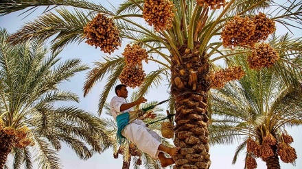 Panen Kurma di Shadegan, Iran (1)