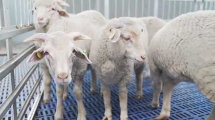 中国の研究者、世界初の短尾種細毛羊のゲノム編集に成功