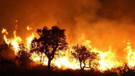 Algeria, incendi boschivi, sale a 26 il numero dei morti