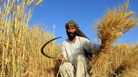 رسیدگی سازمان ملل به وضعیت اشتغال کشاورزان در افغانستان 
