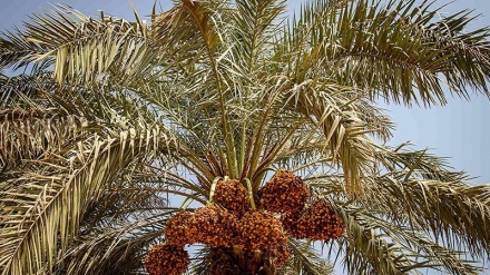 Panen Kurma di Shadegan, Iran (2)