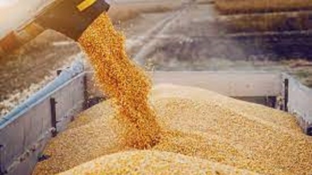 Sbloccate 500'000 tonnellate di grano ucraino