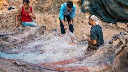 ポルトガルの民家の庭先で「欧州最大」の恐竜化石が発見