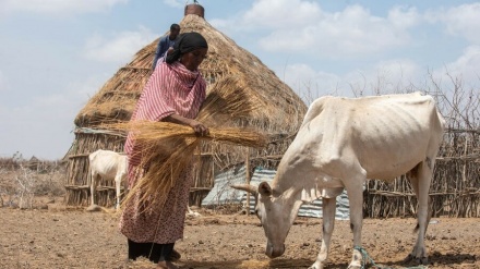 「アフリカの角」で2200万人が飢餓に直面 WFP