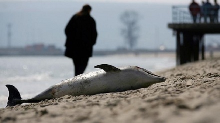 Mar Nero, 5mila delfini morti da inizio conflitto