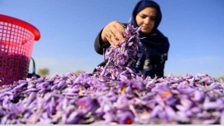 صادرات زعفران در افغانستان با مشکل مواجه شده است
